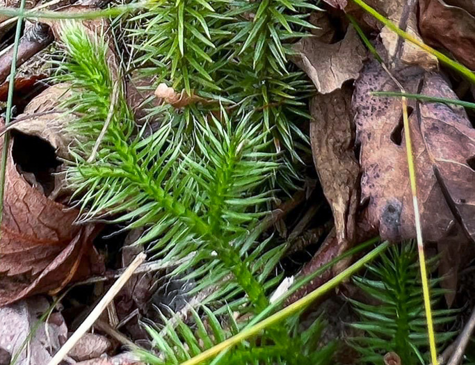 image of Spinulum annotinum, Stiff Clubmoss, Bristly Clubmoss