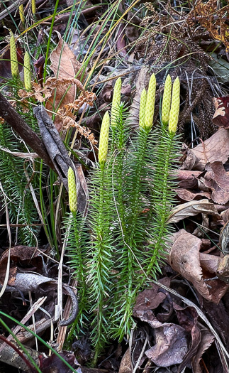 image of Spinulum annotinum, Stiff Clubmoss, Bristly Clubmoss