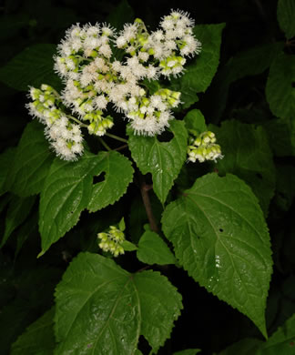 image of Ageratina altissima, Common White Snakeroot, Common Milk-poison