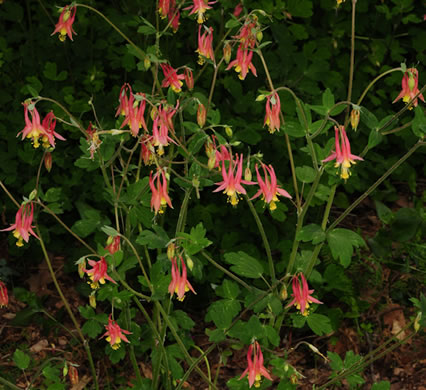 image of Aquilegia canadensis, Eastern Columbine, Canada Columbine