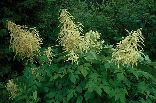 Aruncus dioicus var. dioicus, Eastern Goatsbeard, Bride's Feathers