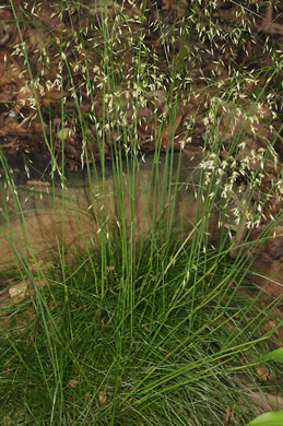 image of Avenella flexuosa, Appalachian Hairgrass, Crinkled Hairgrass, Common Hairgrass, Wavy Hairgrass