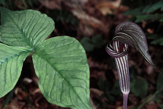 image of Arisaema triphyllum, Common Jack-in-the-Pulpit, Indian Turnip