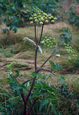 image of Angelica triquinata, Mountain Angelica, Appalachian Angelica, Filmy Angelica