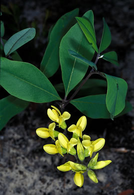 Baptisia cinerea, Carolina Wild Indigo, Gray-hairy Wild Indigo