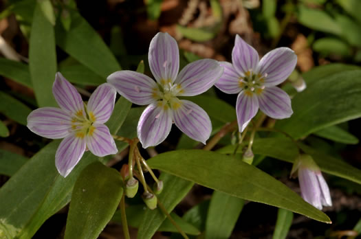 image of Claytonia caroliniana, Carolina Spring-beauty