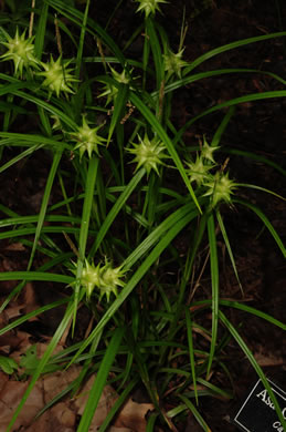image of Carex grayi, Gray's Sedge