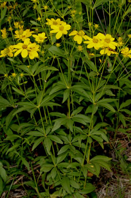 image of Coreopsis major var. rigida, Whorled Coreopsis, Stiffleaf Coreopsis, Greater Tickseed, Whorled Tickseed