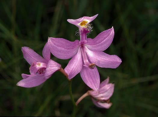 image of Calopogon tuberosus var. tuberosus, Common Grass-pink