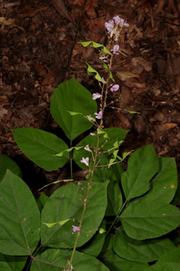 image of Hylodesmum nudiflorum, Naked Tick-trefoil, Naked-flowered Tick Trefoil, Woodland Tick-trefoil