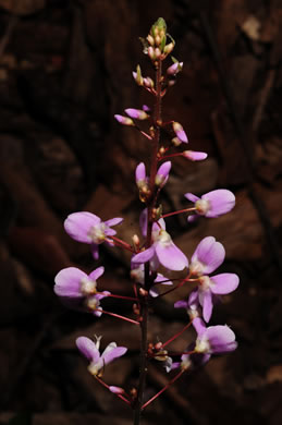 image of Hylodesmum nudiflorum, Naked Tick-trefoil, Naked-flowered Tick Trefoil, Woodland Tick-trefoil