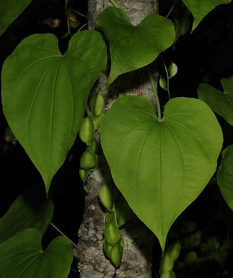 image of Dioscorea villosa, Common Wild Yam, Streamhead Yam, Yellow Yam