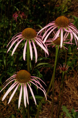 image of Echinacea laevigata, Smooth Coneflower, Smooth Purple Coneflower