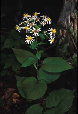 image of Eurybia macrophylla, Large-leaf Aster, Bigleaf Aster