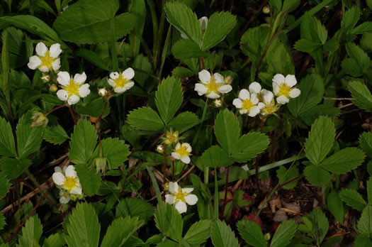 image of Fragaria virginiana, Wild Strawberry