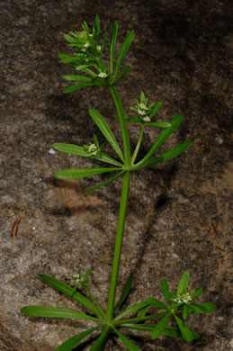 image of Galium aparine, Cleavers, Bedstraw