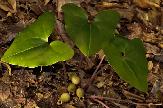 image of Hexastylis arifolia, Little Brown Jug, Arrowhead Heartleaf, Arrowleaf Heartleaf, Pigs