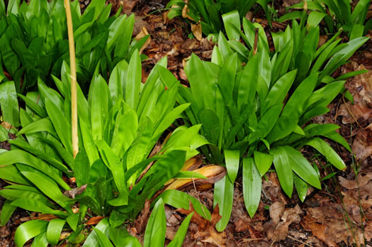 image of Helonias bullata, Swamp Pink