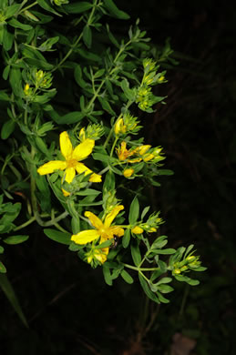 image of Hypericum perforatum, European St. Johnswort, Common St. Johnswort, Klamath-weed