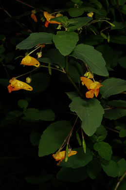 image of Impatiens capensis, Spotted Jewelweed, Spotted Touch-me-not, Orange Jewelweed, Orange Touch-me-not