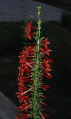 image of Ipomopsis rubra, Standing-cypress, Spanish-larkspur