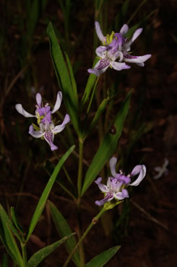 image of Justicia americana, American Water-willow