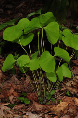 image of Jeffersonia diphylla, Twinleaf