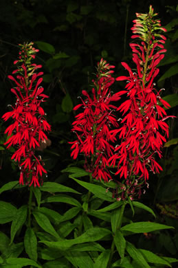 image of Lobelia cardinalis var. cardinalis, Cardinal Flower