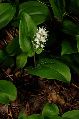 image of Maianthemum canadense, Canada Mayflower, "False Lily-of-the-valley", "Wild Lily-of-the-valley"