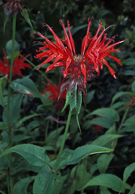 image of Monarda didyma, Scarlet Beebalm, Oswego Tea