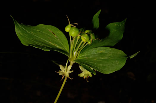 image of Medeola virginiana, Indian Cucumber-root