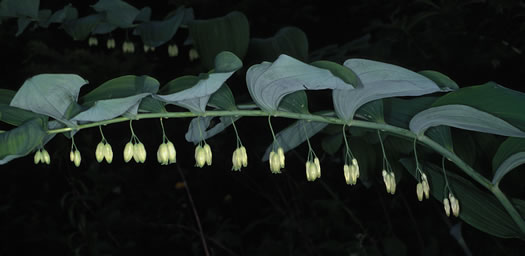 image of Polygonatum biflorum +, Smooth Solomon's Seal