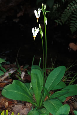 image of Primula meadia, Eastern Shooting Star