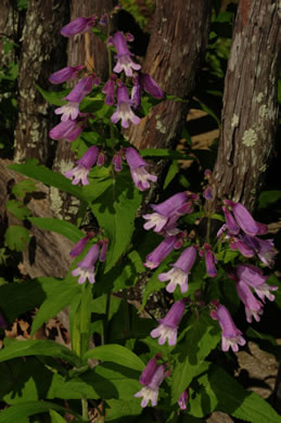 image of Penstemon smallii, Small's Beardtongue, Blue Ridge Beardtongue