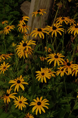 image of Rudbeckia hirta var. hirta, Woodland Black-eyed Susan