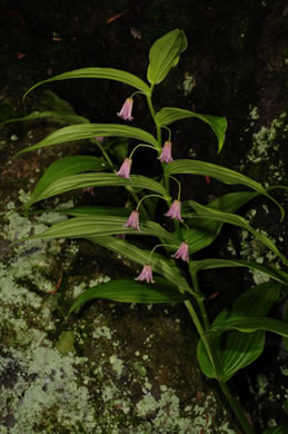 image of Streptopus lanceolatus var. lanceolatus, Rosy Twisted-stalk, Eastern Rose Mandarin, Eastern Twisted-stalk