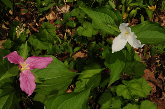 image of Trillium grandiflorum, Large-flowered Trillium, Great White Trillium, White Wake-robin, Showy Wake-robin