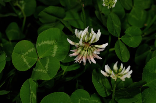 flower of Trifolium repens, White Clover, White Dutch Clover, Ladino Clover