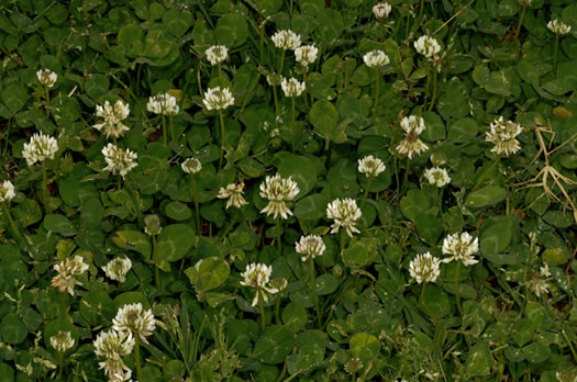 image of Trifolium repens, White Clover, White Dutch Clover, Ladino Clover