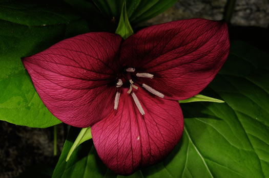 image of Trillium vaseyi, Vasey's Trillium, Sweet Trillium, Sweet Beth