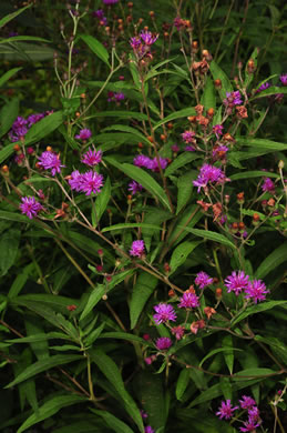 image of Vernonia noveboracensis, New York Ironweed