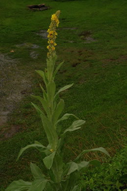 image of Verbascum thapsus ssp. thapsus, Woolly Mullein, Common Mullein, Flannel-plant, Velvet-plant