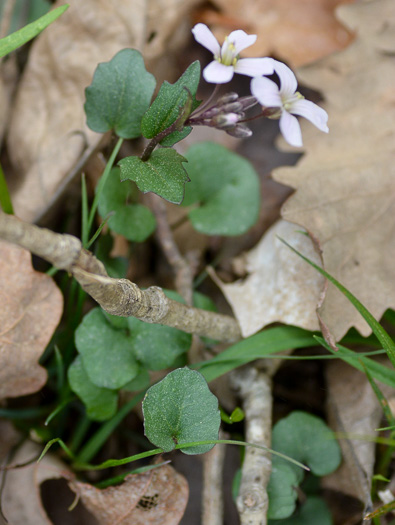 image of Cardamine douglassii, Limestone Bittercress, Douglass's Bittercress, Purple Cress, Pink Spring-cress