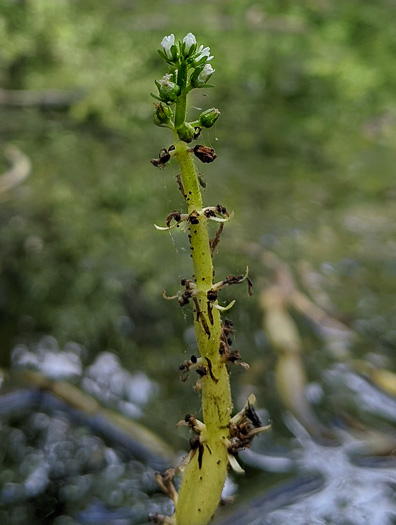 Featherfoil