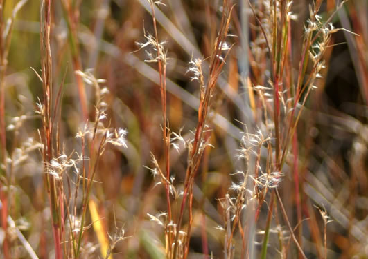 image of Schizachyrium scoparium var. scoparium, Common Little Bluestem