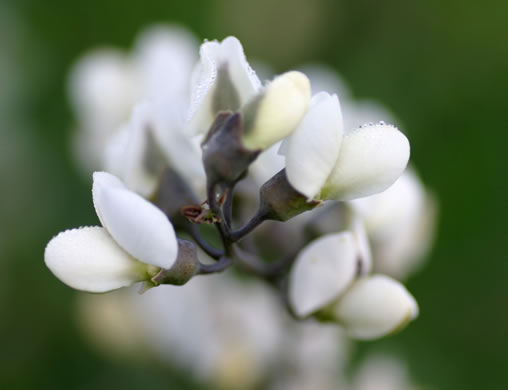 image of Baptisia albescens, Narrow-pod White Wild Indigo, Spiked Wild Indigo