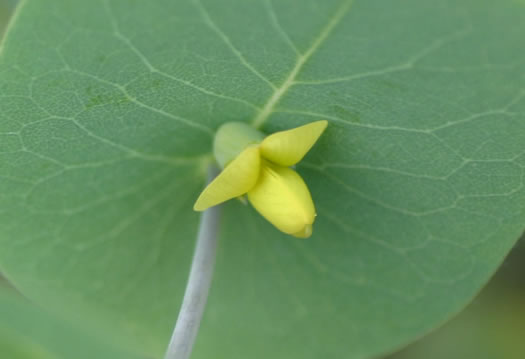 flower of Baptisia perfoliata, Gopherweed, Catbells