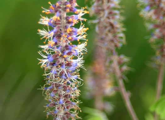 image of Amorpha herbacea var. herbacea, Leadplant, Dwarf Indigo-bush, Clusterspike Indigo-bush