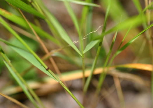 leaf or frond of Melica mutica, Two-flower Melicgrass