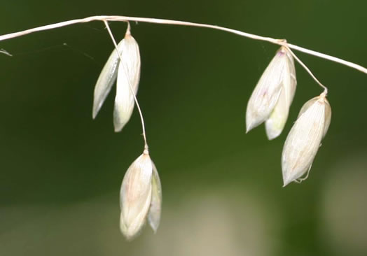 image of Melica mutica, Two-flower Melicgrass